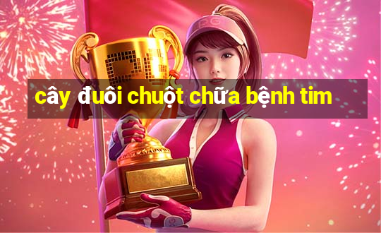 cây đuôi chuột chữa bệnh tim