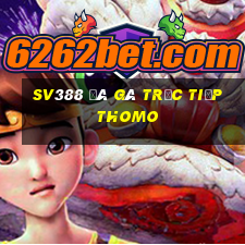 sv388 đá gà trực tiếp thomo