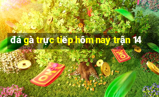 đá gà trực tiếp hôm nay trận 14