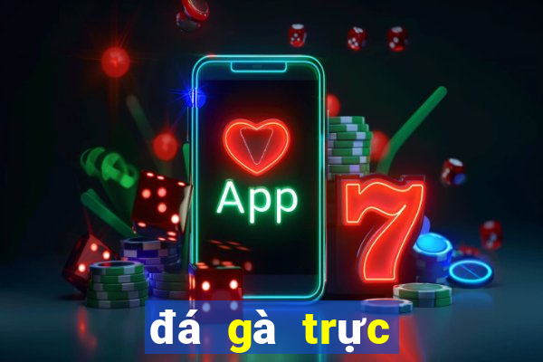 đá gà trực tiếp thomo hôm nay bình luận viên