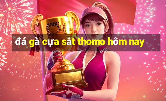 đá gà cựa sắt thomo hôm nay