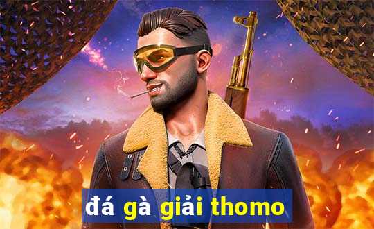 đá gà giải thomo