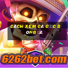 cách xem cá cược bóng đá