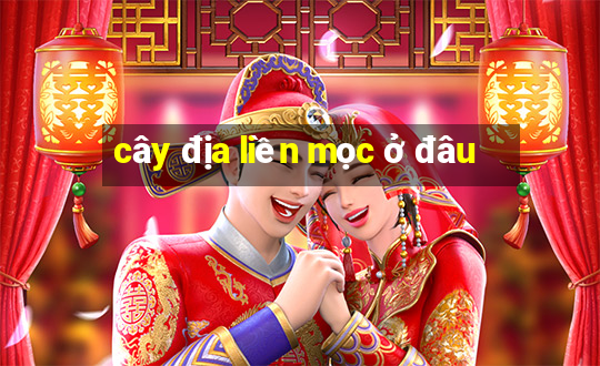 cây địa liền mọc ở đâu