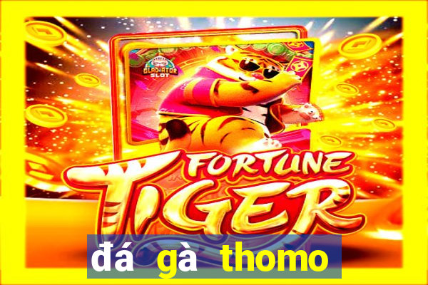 đá gà thomo hôm nay trận 23