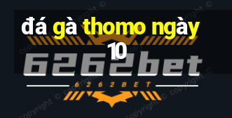 đá gà thomo ngày 10