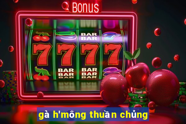 gà h'mông thuần chủng