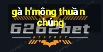 gà h'mông thuần chủng