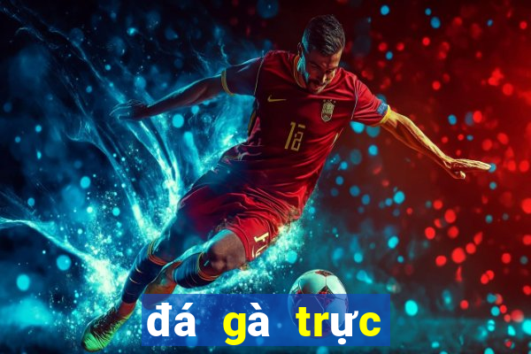 đá gà trực tiếp mộc hóa hôm nay