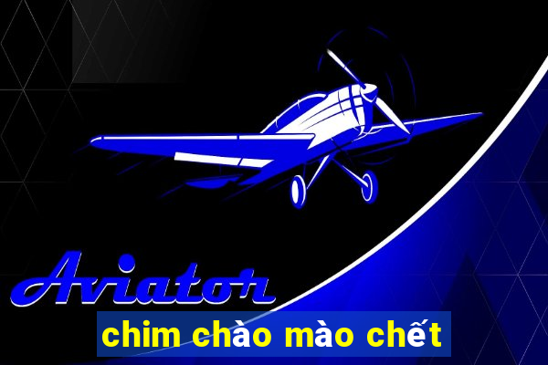 chim chào mào chết