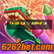 thua cá độ bóng đá