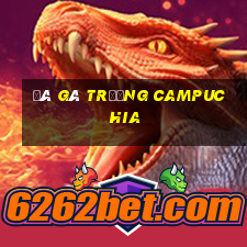 đá gà trường campuchia