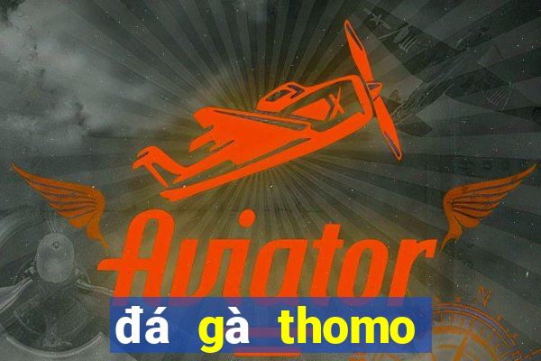 đá gà thomo trực tiếp gà đòn