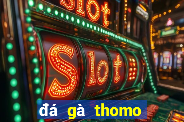 đá gà thomo trực tiếp gà đòn