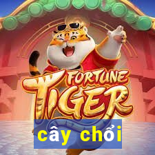 cây chổi