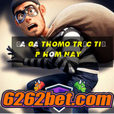 đá gà thomo trực tiếp hôm nay