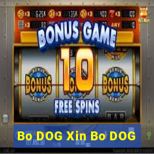 Bo DOG Xin Bo DOG