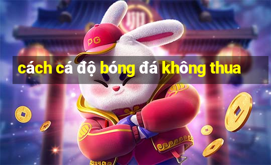 cách cá độ bóng đá không thua