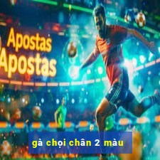 gà chọi chân 2 màu