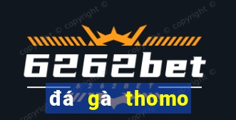 đá gà thomo giải gà tre