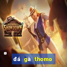 đá gà thomo giải gà tre