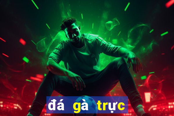 đá gà trực tiếp thomo live