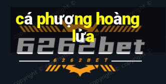 cá phượng hoàng lửa