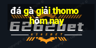 đá gà giải thomo hôm nay