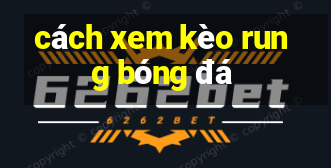 cách xem kèo rung bóng đá