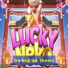 trường gà thomo ở đâu