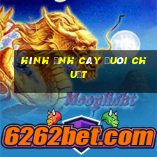 hình ảnh cây đuôi chuột