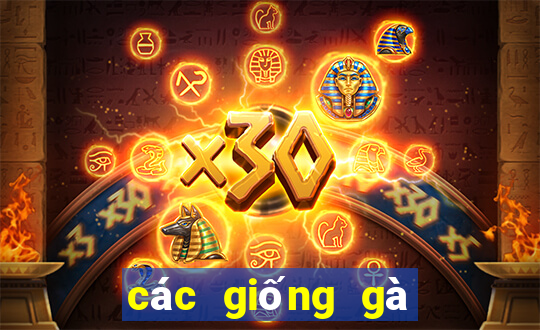 các giống gà đá trên thế giới