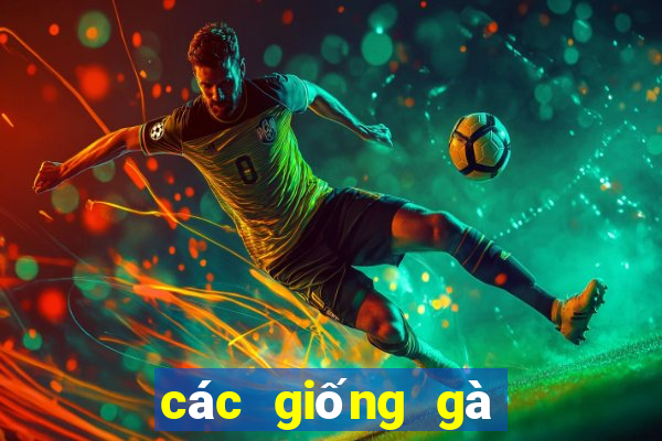 các giống gà đá trên thế giới